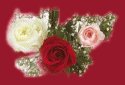 Roses Images